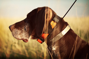 Collier GPS pour chiens de chasse Garmin